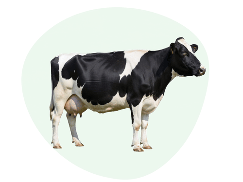 Cattle Feed
