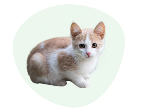 Pet