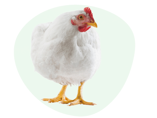Poultry Feed